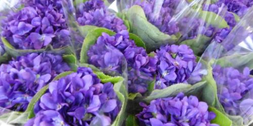 La capitale de la violette, Tourrettes-Sur-Loup.